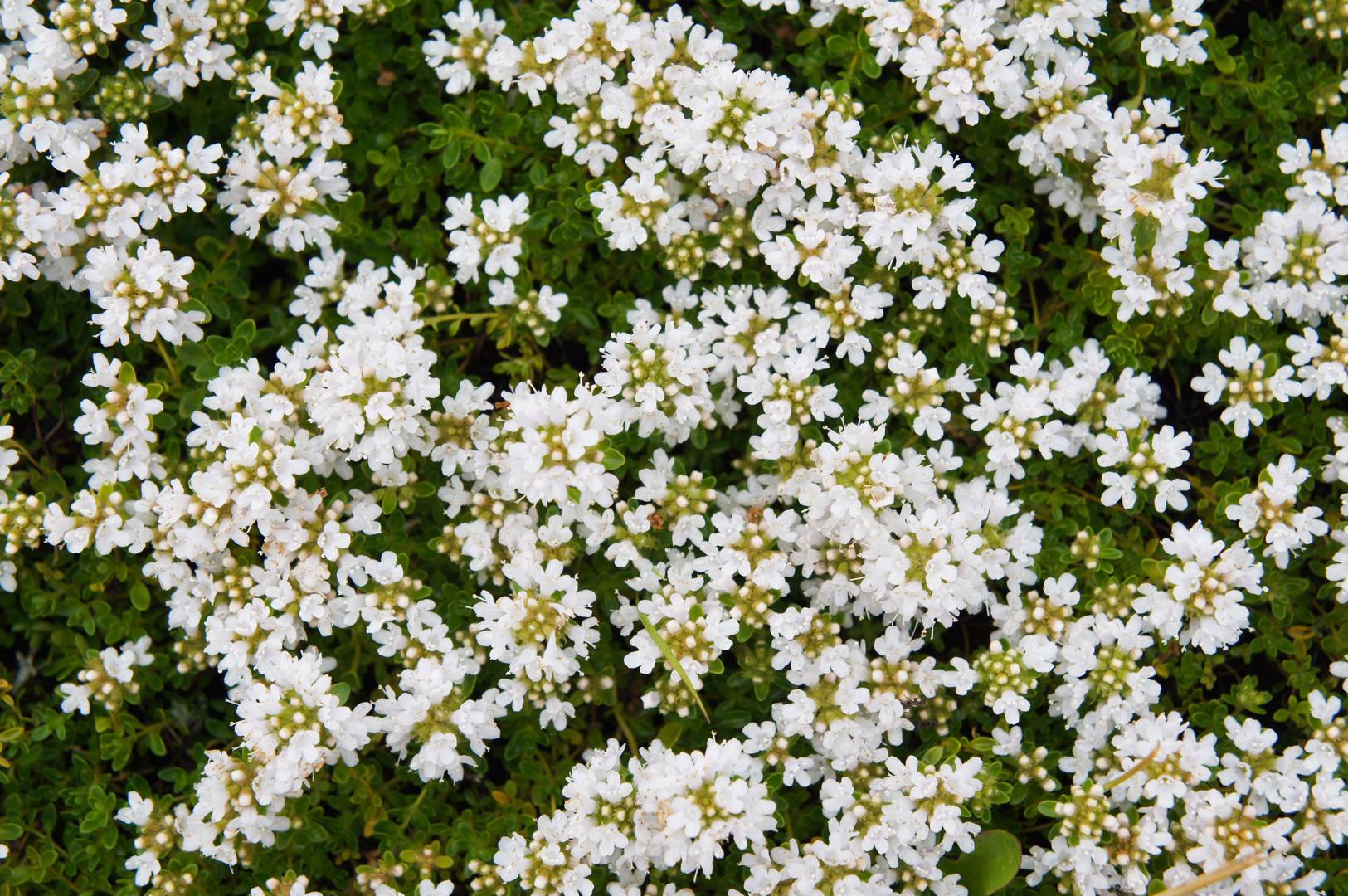 Gråtimjan Albiflorus