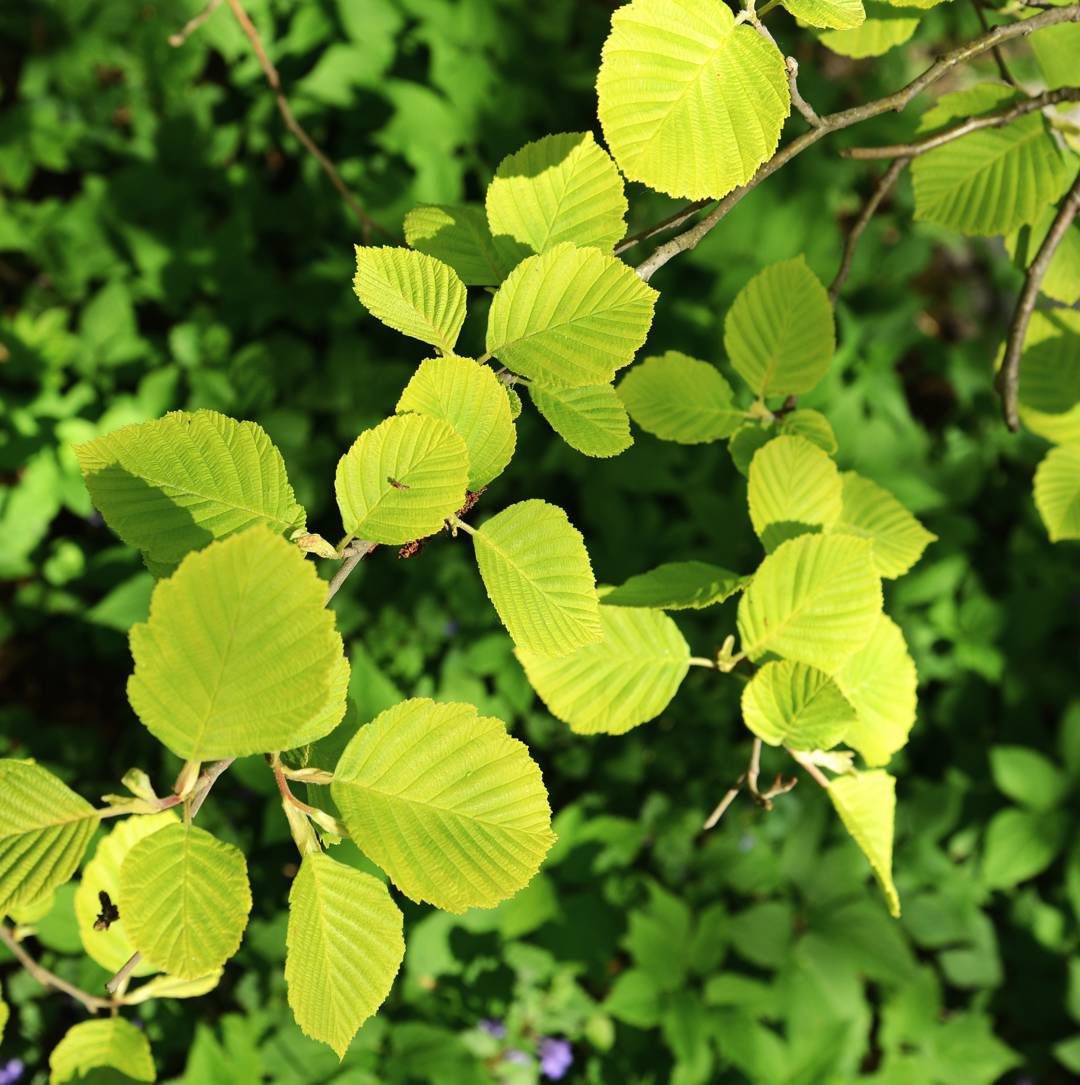 Oh!Garden - Gulbladig Gråal Aurea