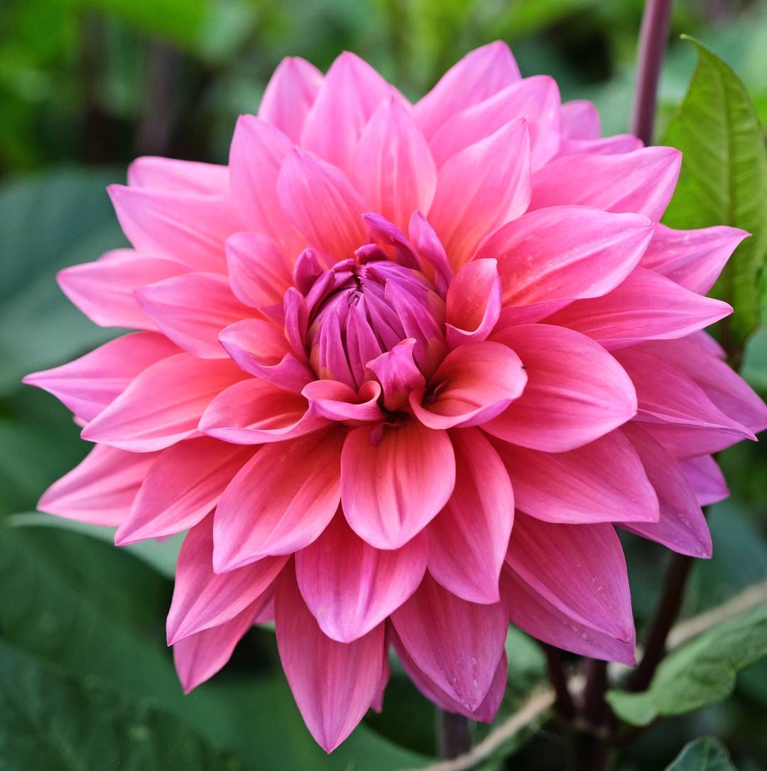 Dahlia Feline Yvonne
