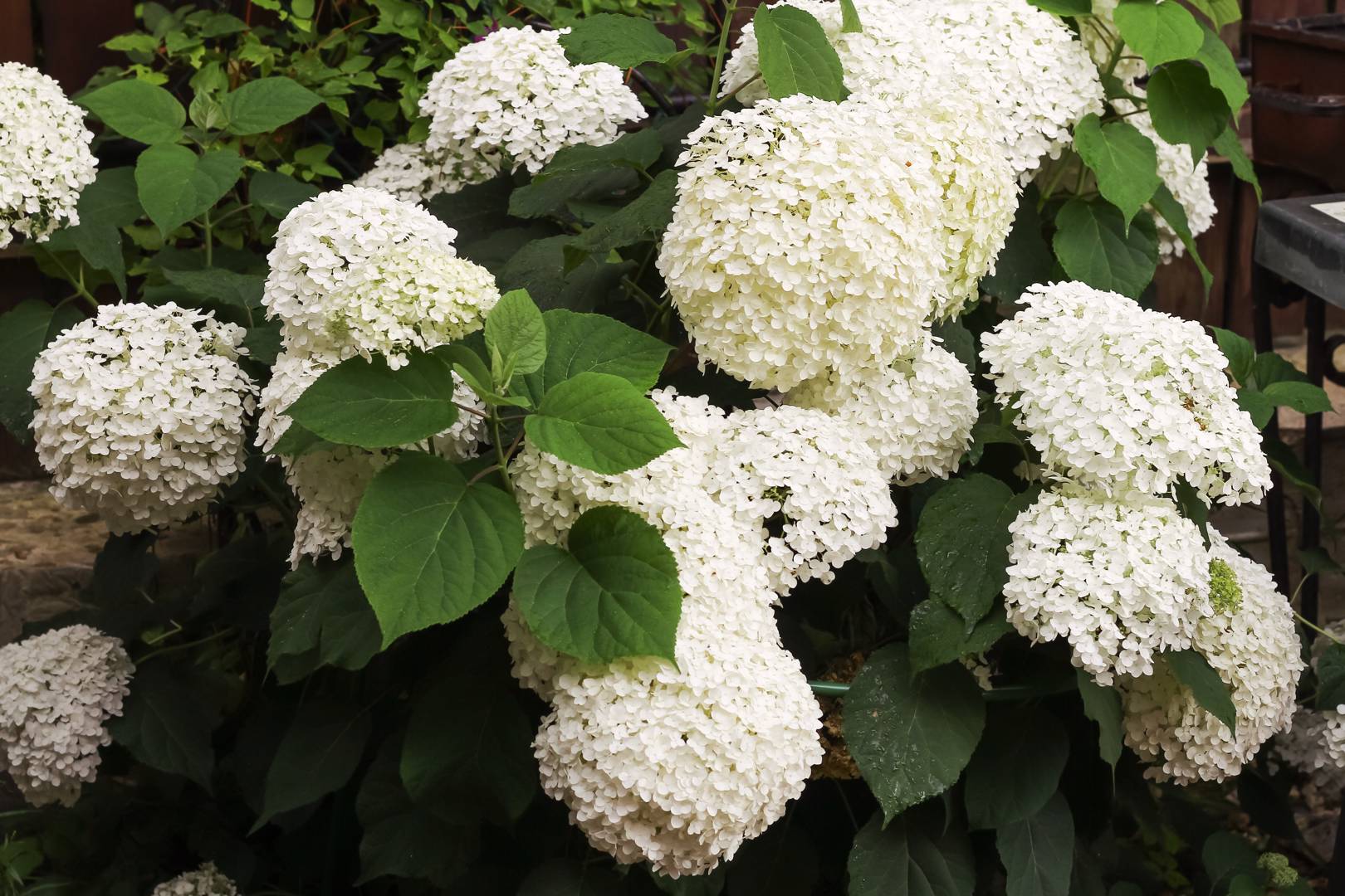 Vidjehortensia Incrediball