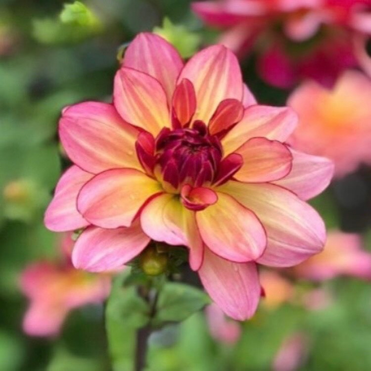 Dahlia Rawhide