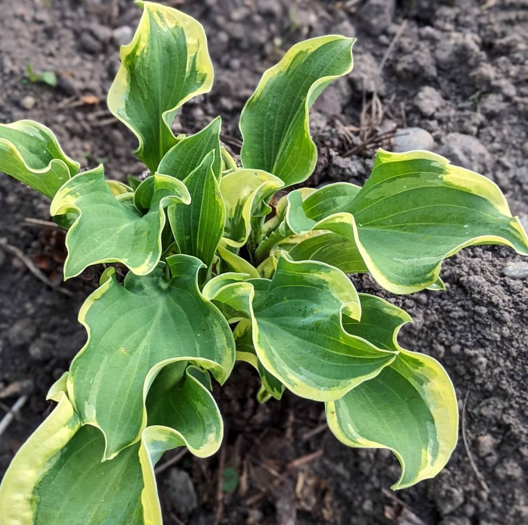 Oh!Garden - Funkia Wheee!