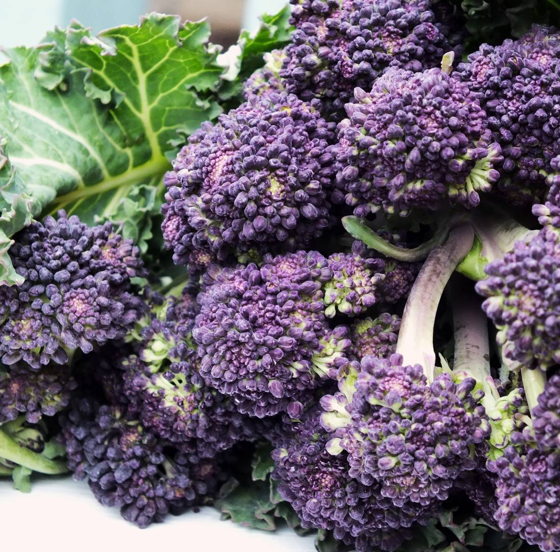 Broccoli Purple Sprouting