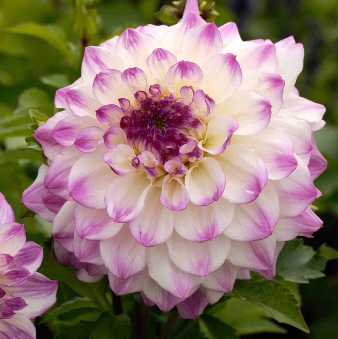 Dahlia Hapet Blue Eyes
