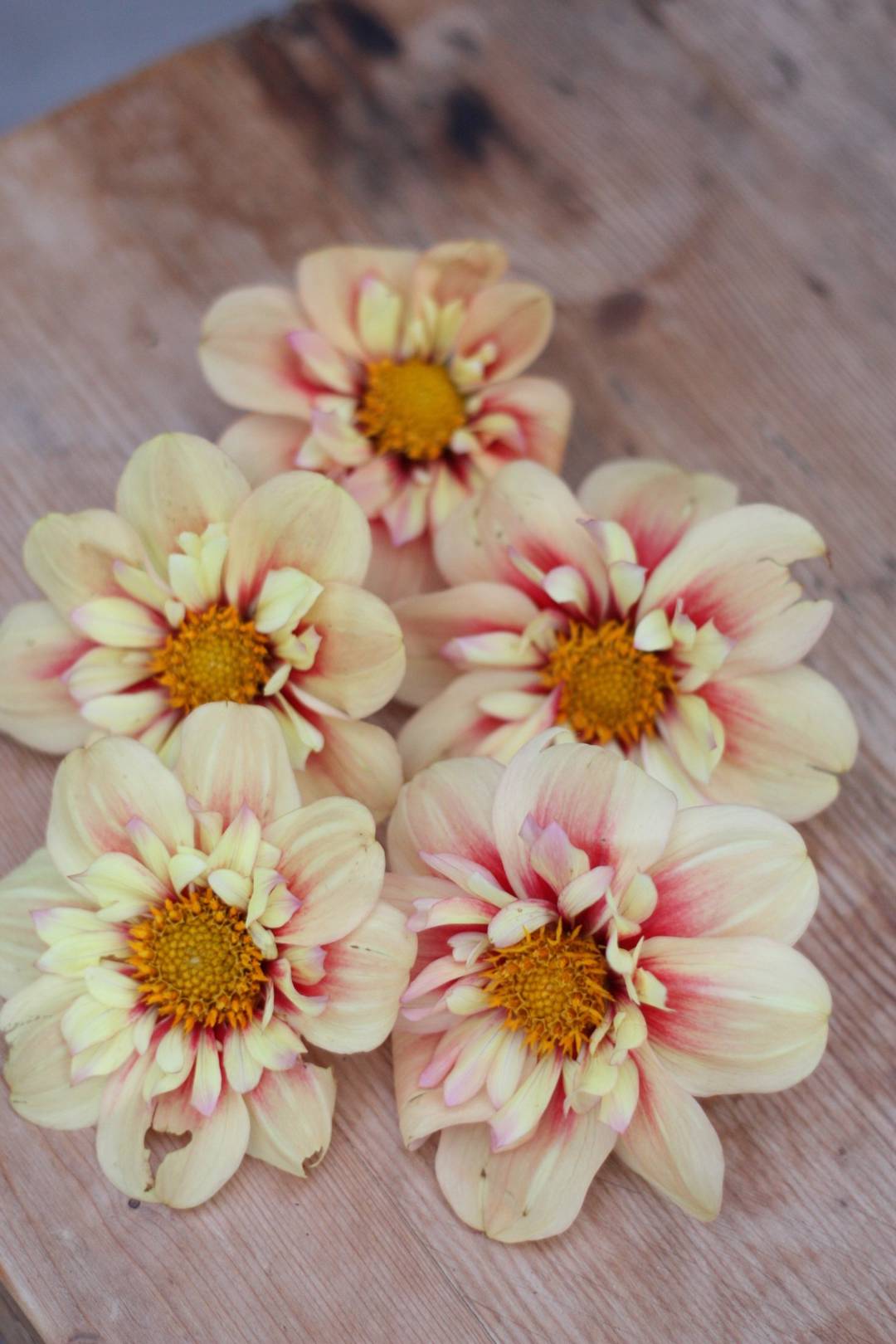 Dahlia Rhubarb and Custard