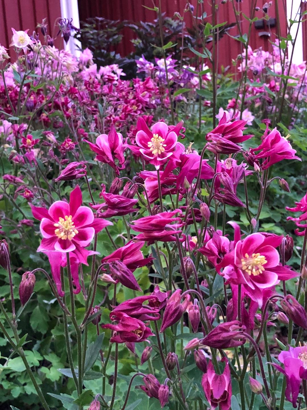 Rensättra trädgård