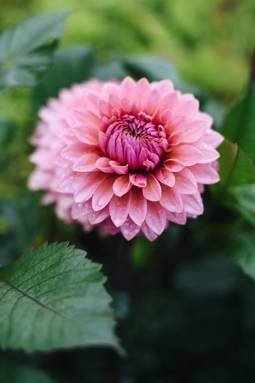 Dahlia Sweet Sanne