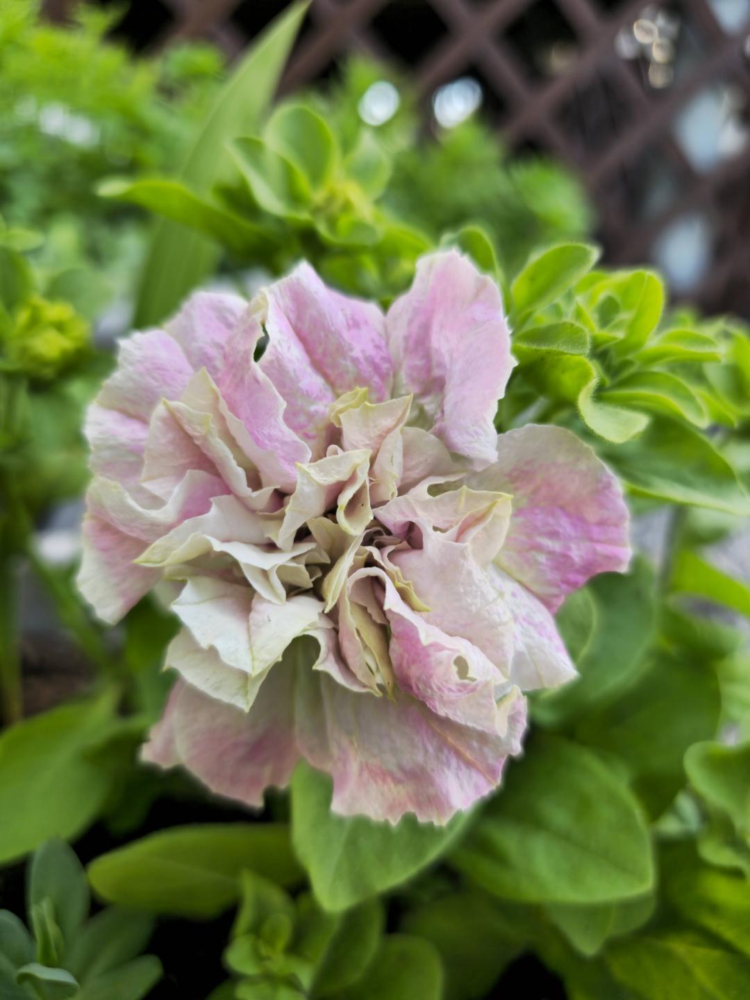 7sortersblomster