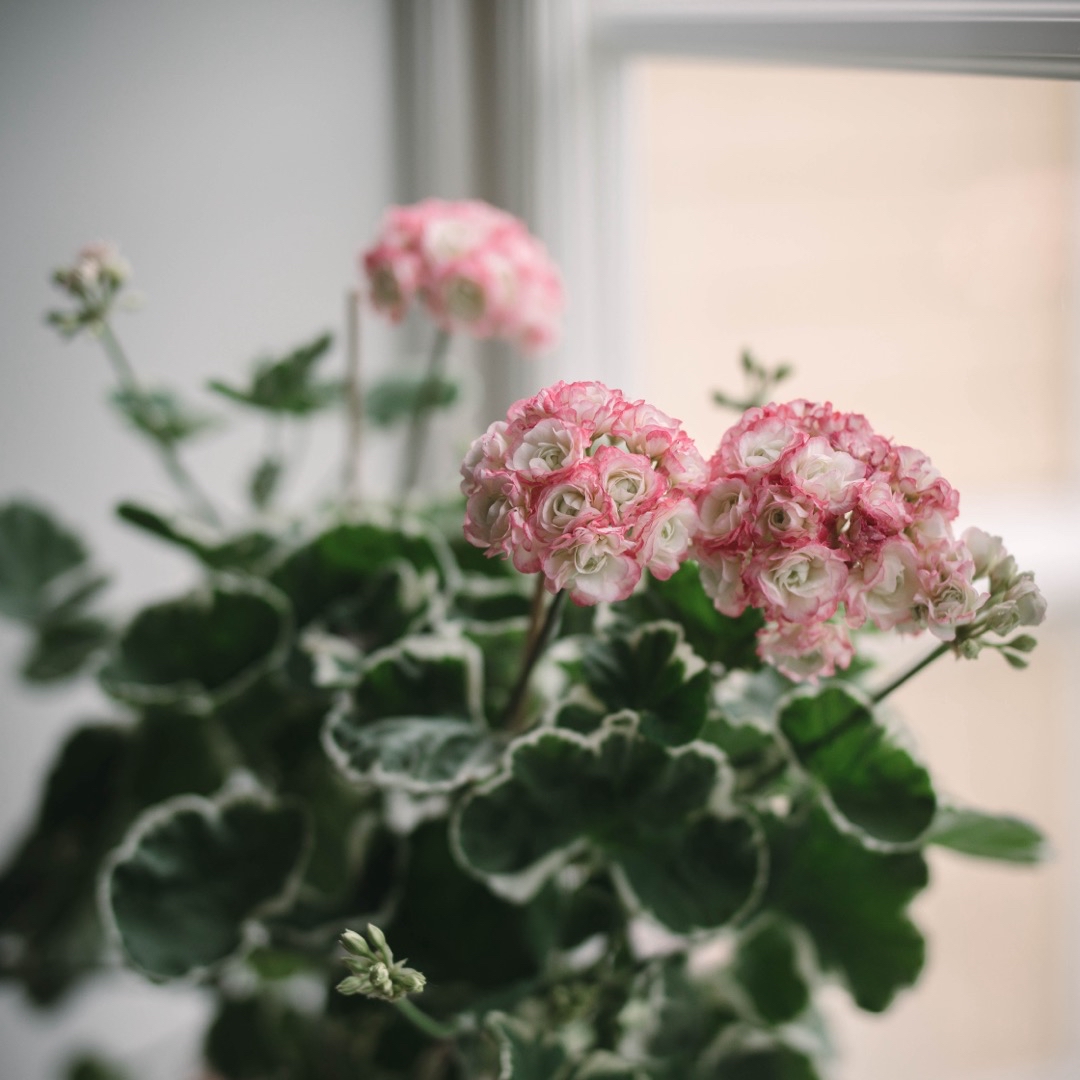 Pelargon Westdale Appleblossom Rosebud