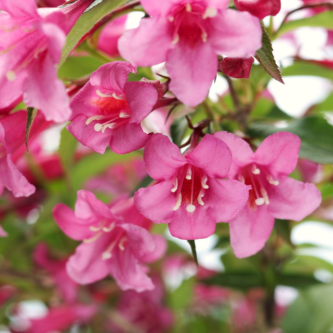 Rosenprakttry Rosea