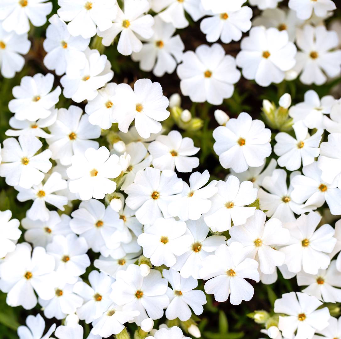 Mossflox White Delight