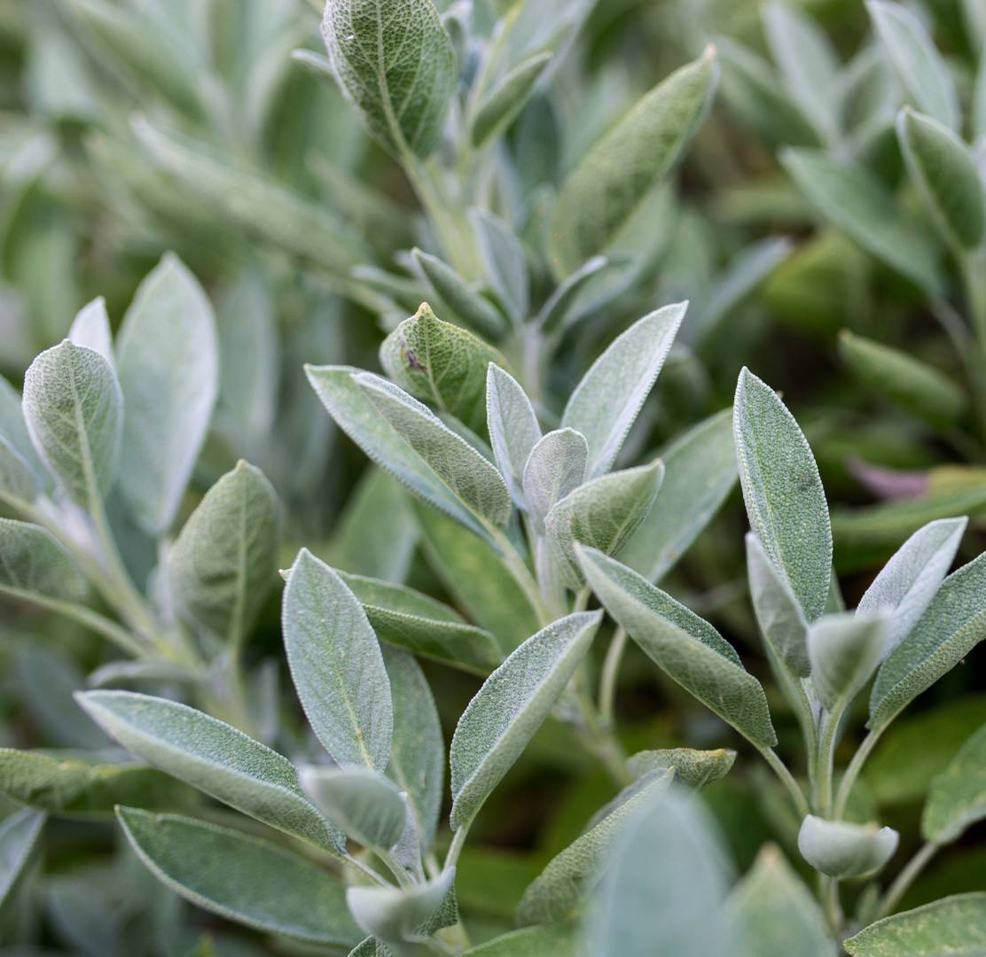 Kryddsalvia 