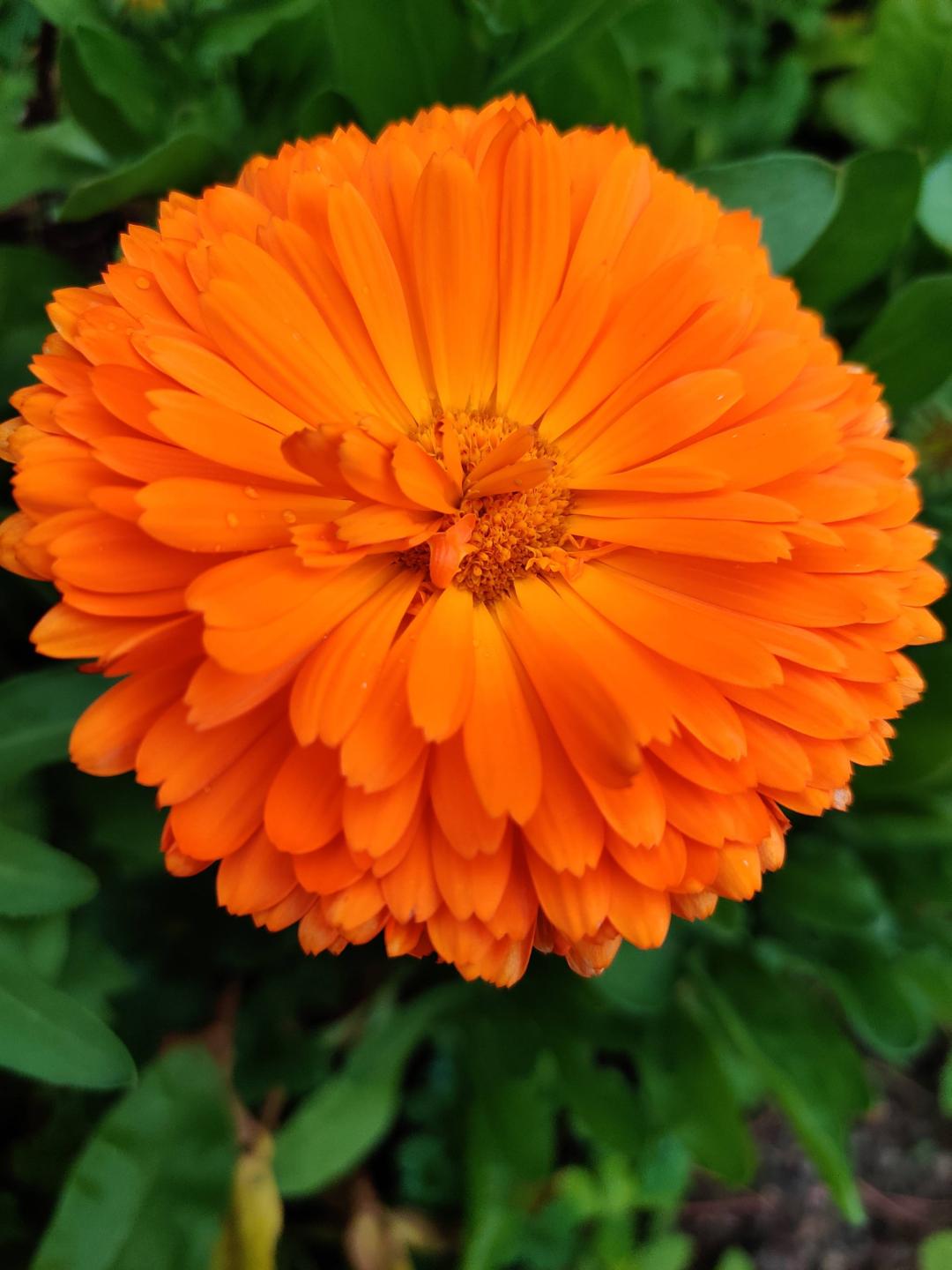Ringblomma Orange King