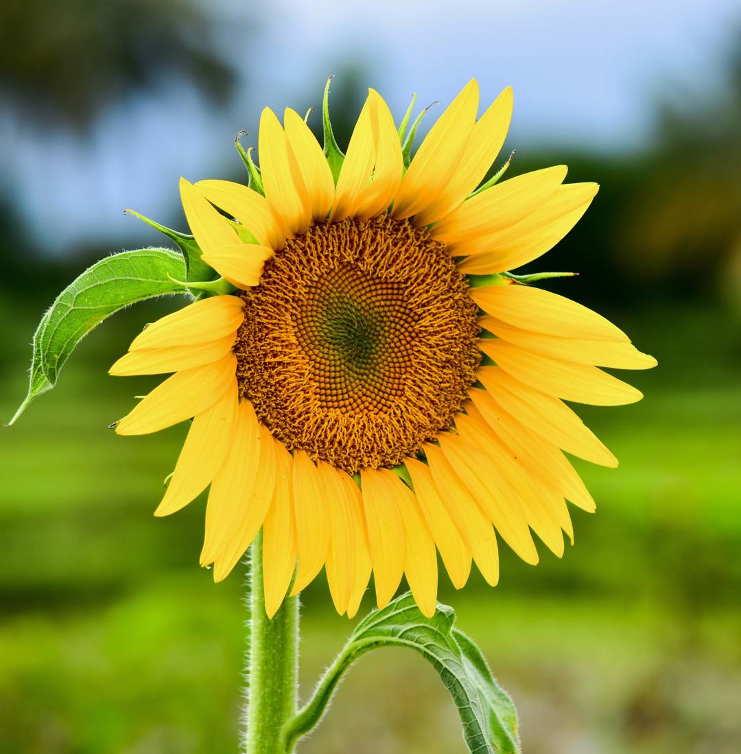 Solros Sunspot