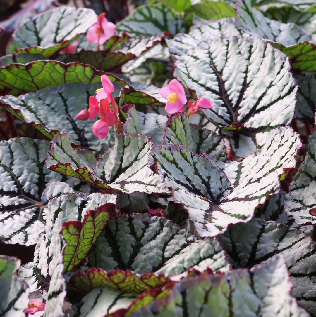 Rexbegonia Fedor