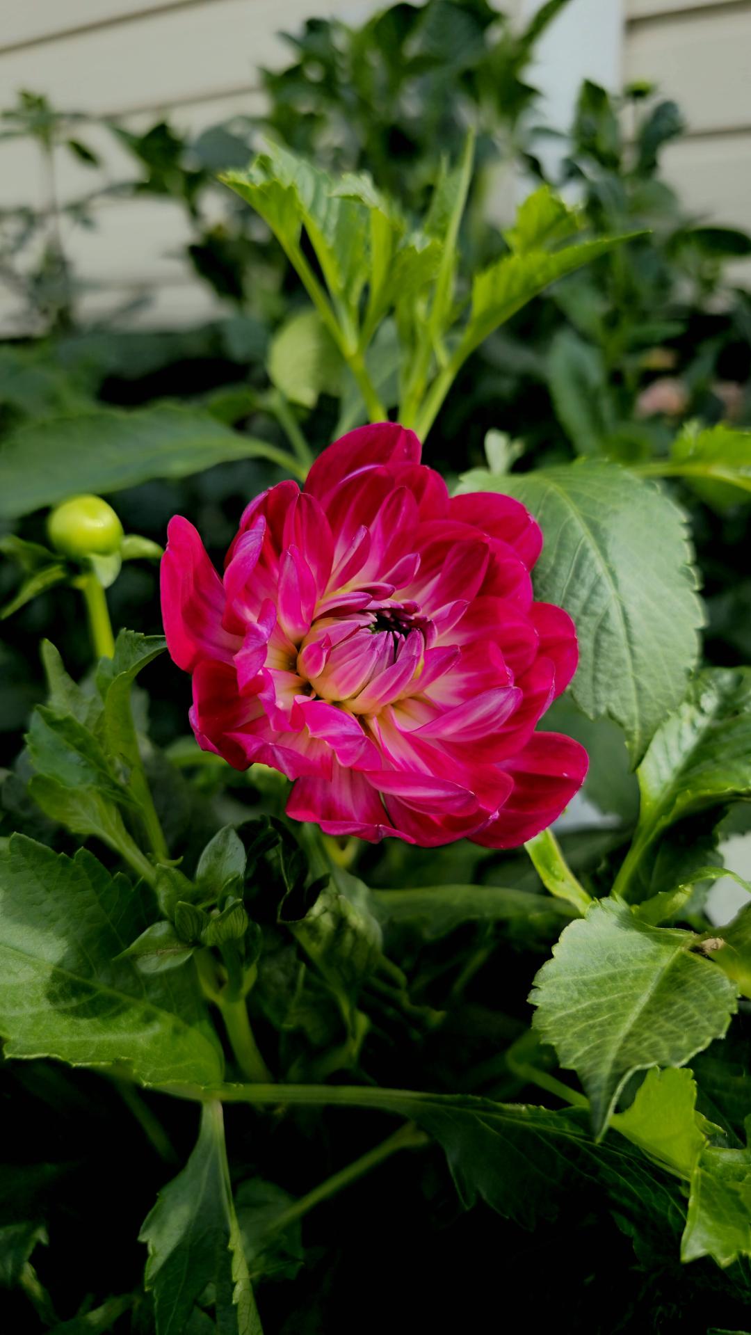 7sortersblomster