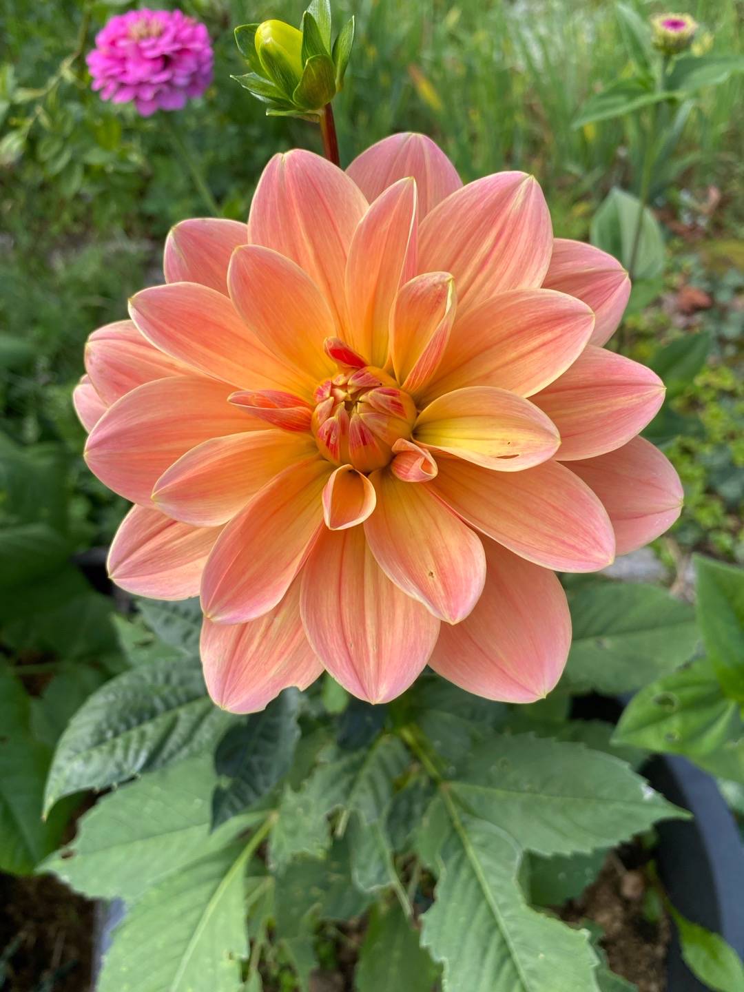 Petra på Blomstervägen