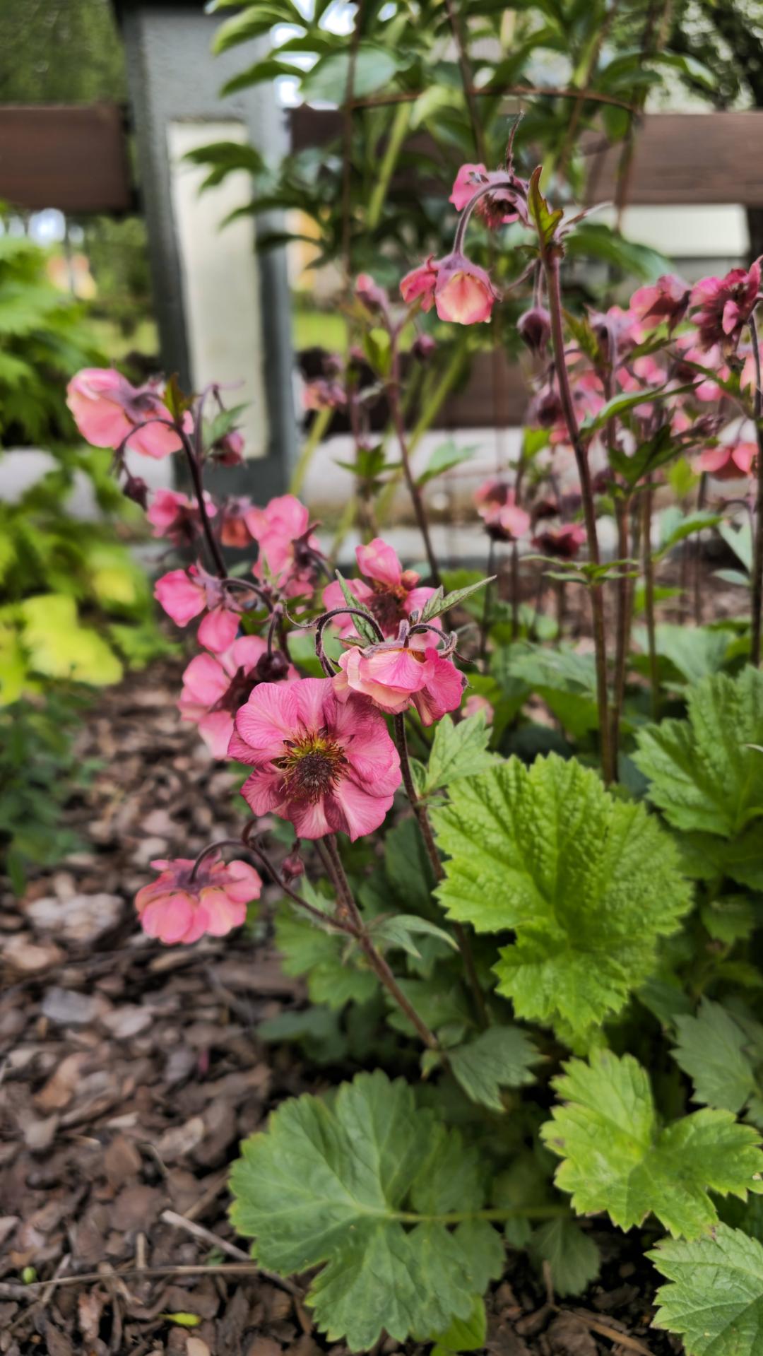 Nejlikrot Tempo Rose