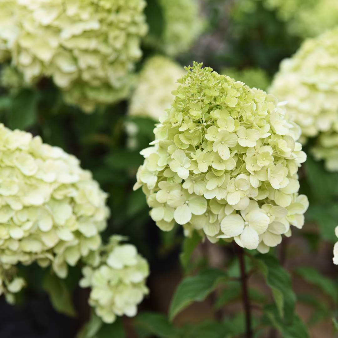 Syrenhortensia Polar Bear