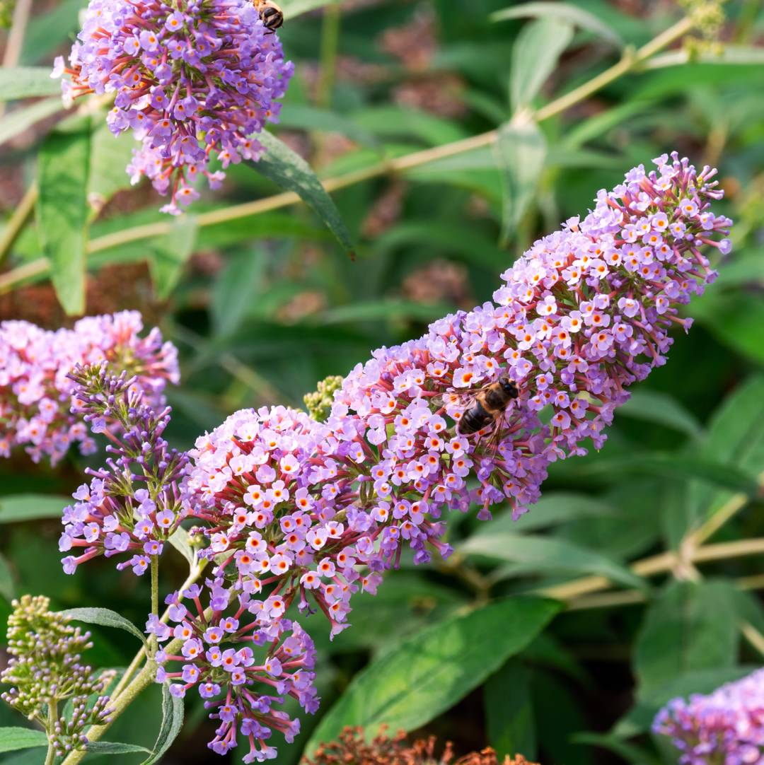 Syrenbuddleja Pink Delight