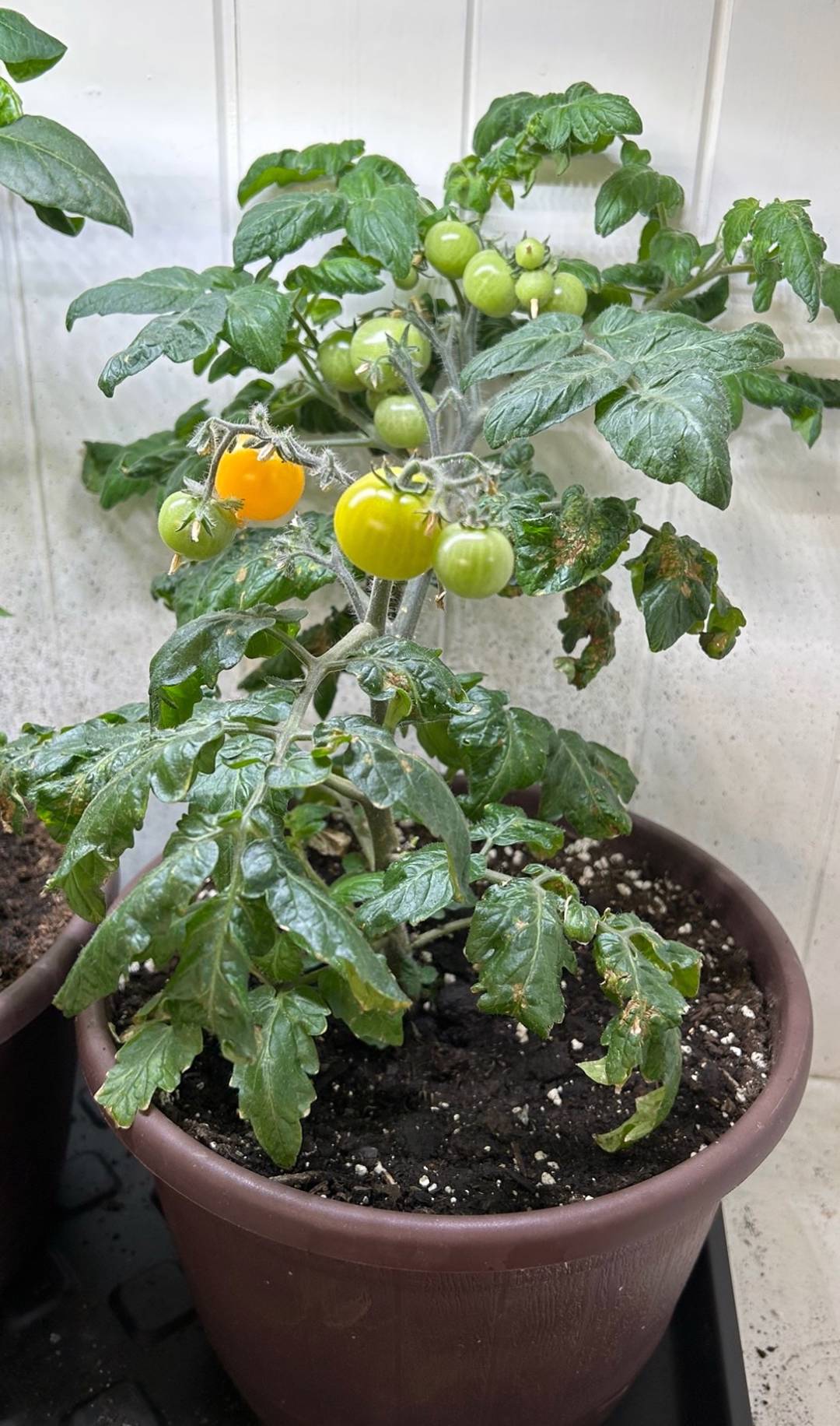 Backens Grönsaksodling