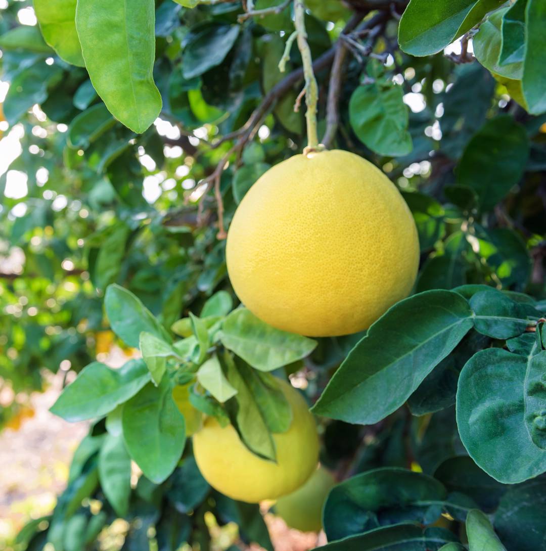 Pomelo 