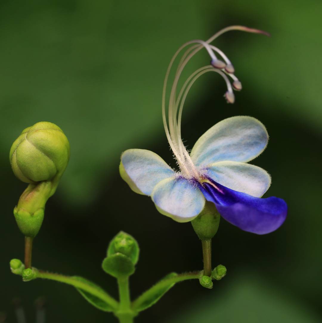 Afrikansk Klerodendrum 