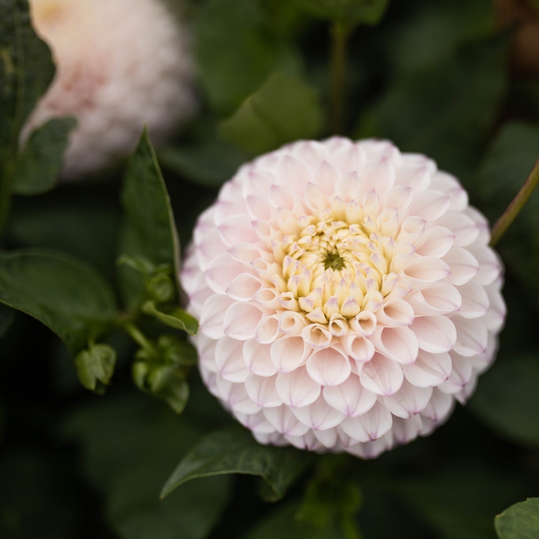 Dahlia Pink Pearl