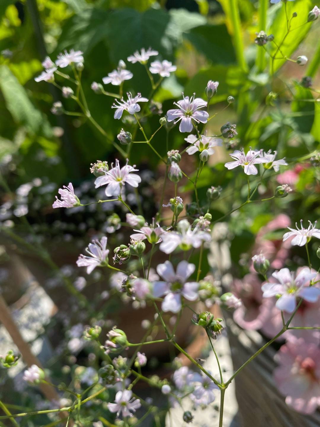 Sommarslöja Rosea