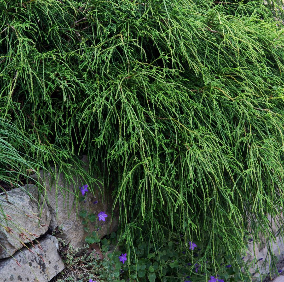 Trådcypress Filifera Nana