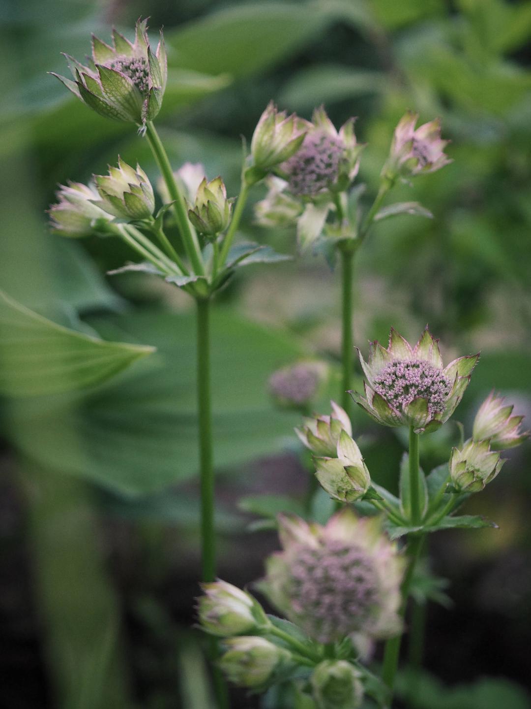 Norrakrakhultsträdgård