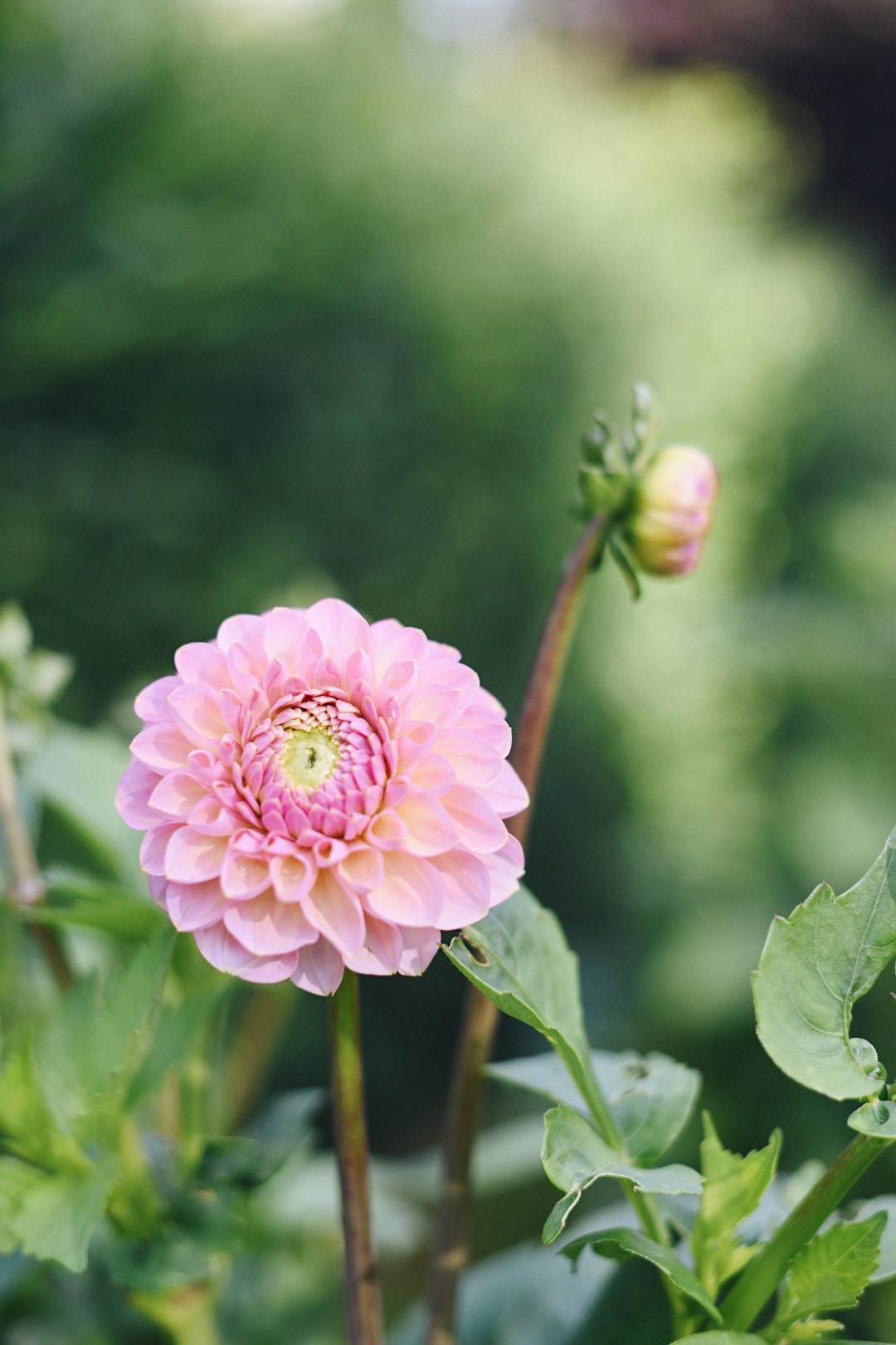 Dahlia Hamari Rose