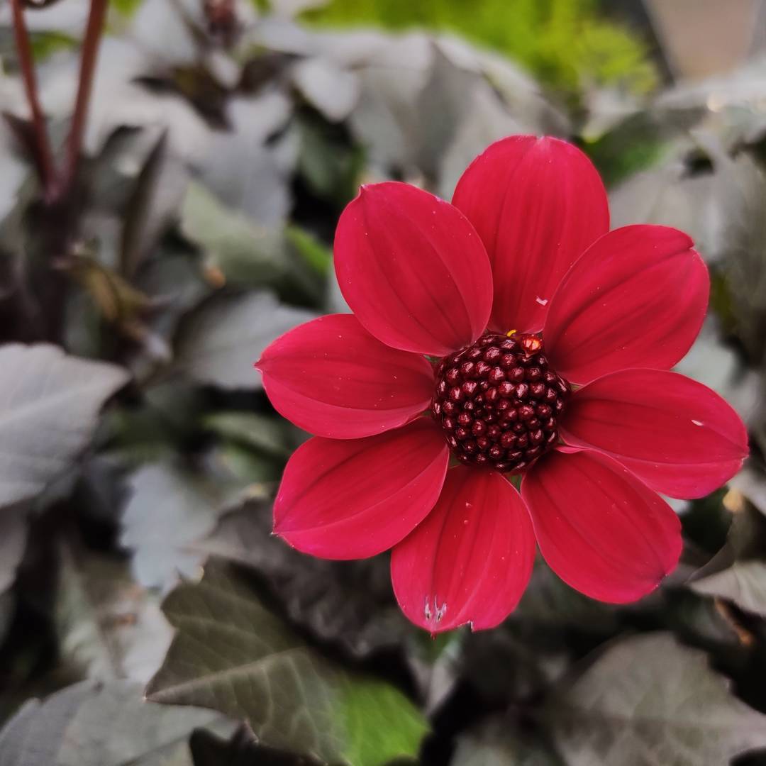 Dahlia Happy Days Cherry Red
