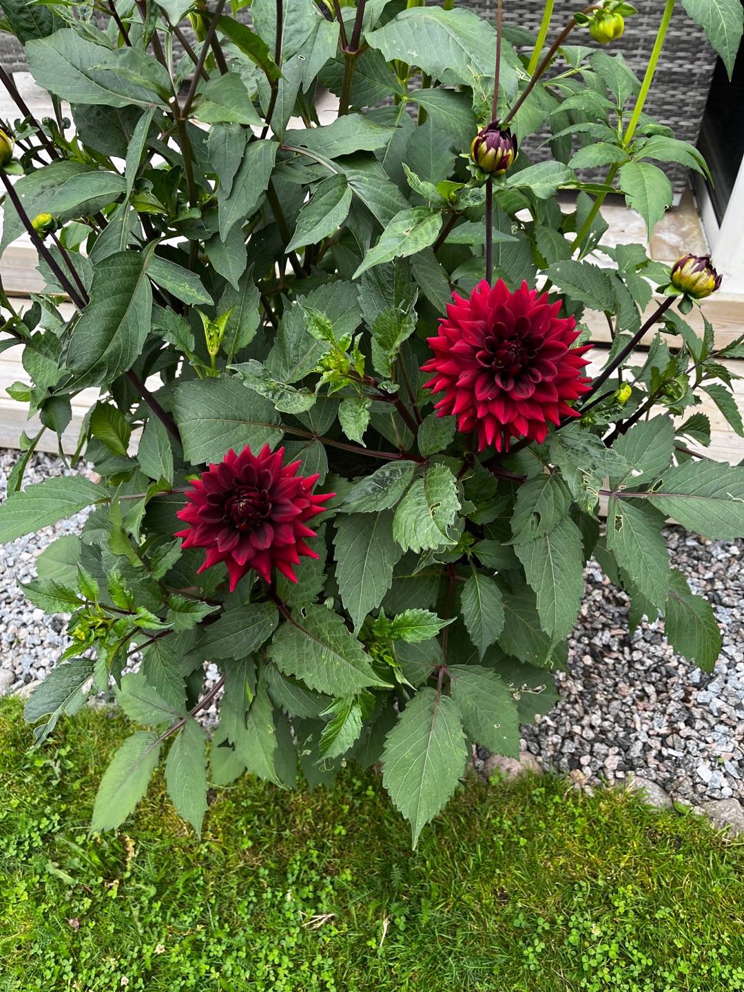 Dahlia Painted Black