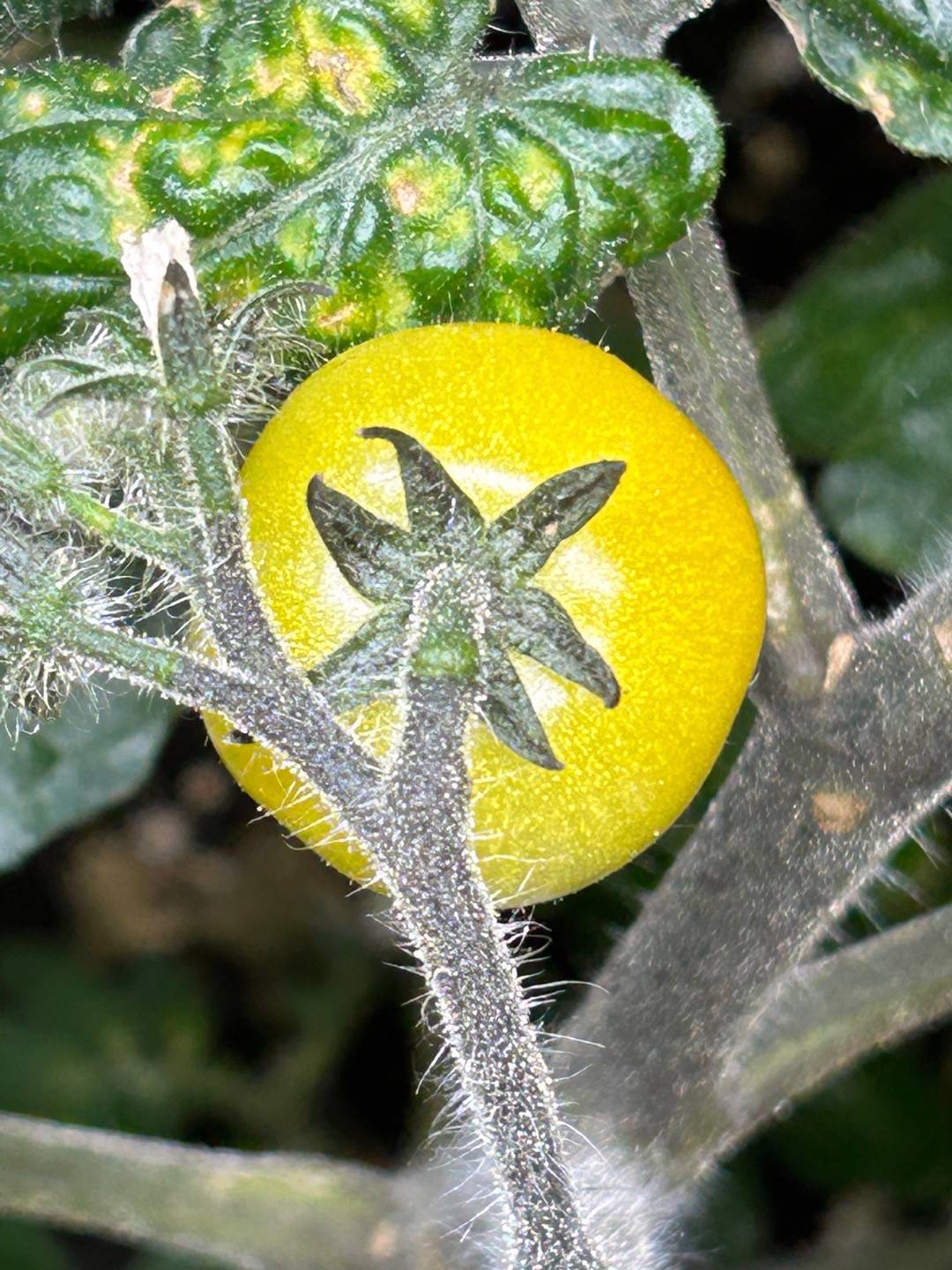 Backens Grönsaksodling