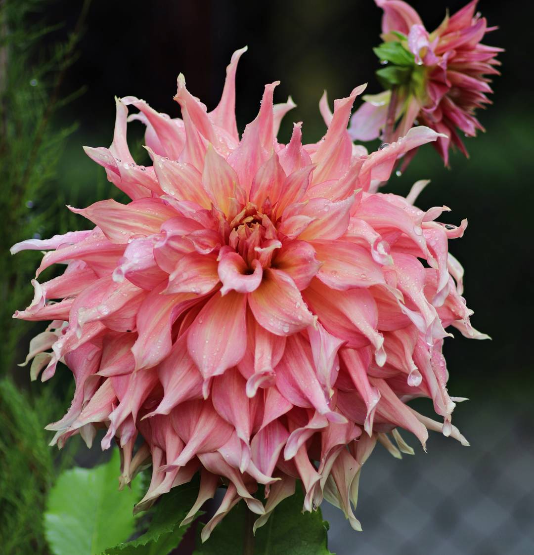 Dahlia Penhill Watermelon