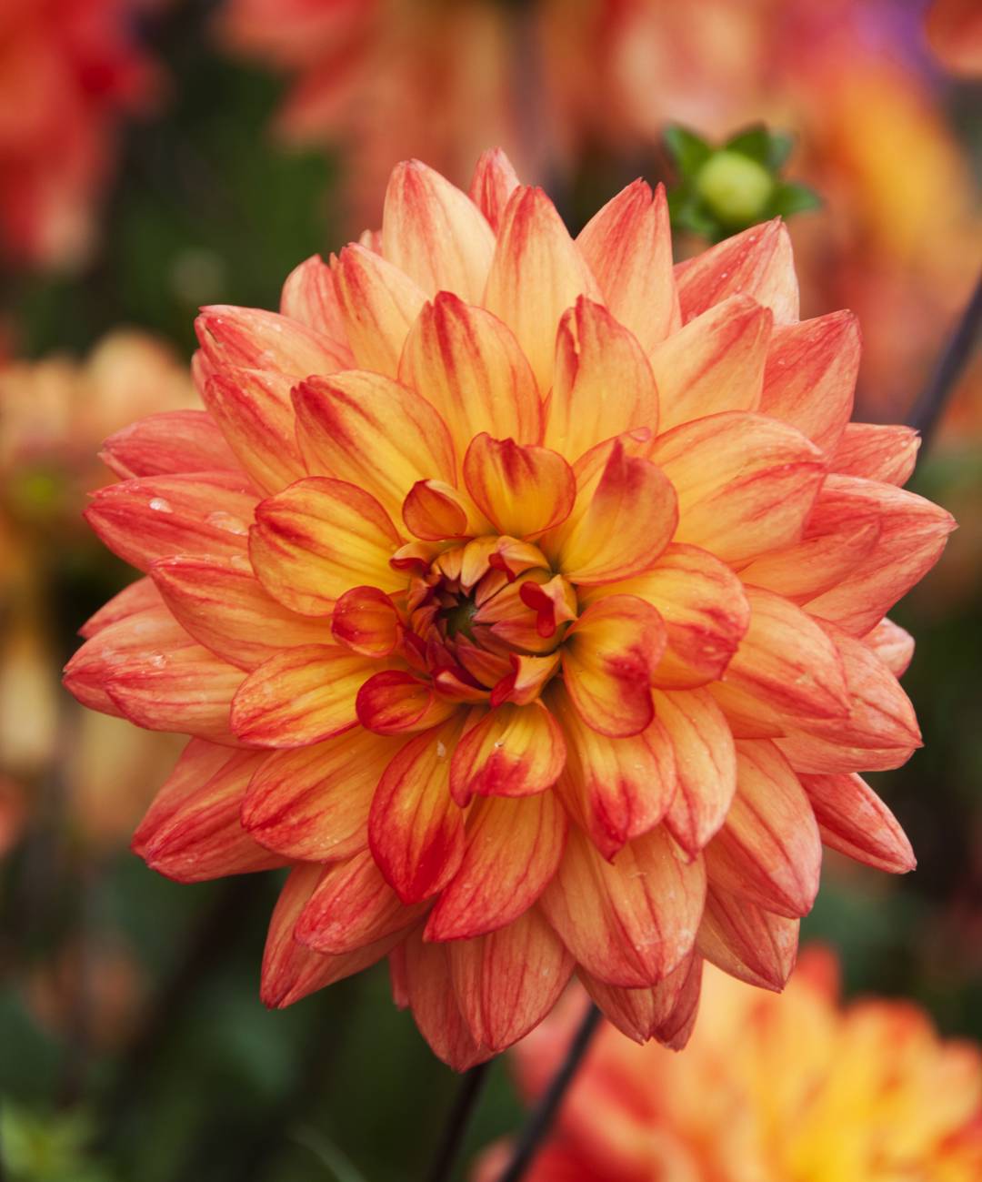 Dahlia Karma Fiesta