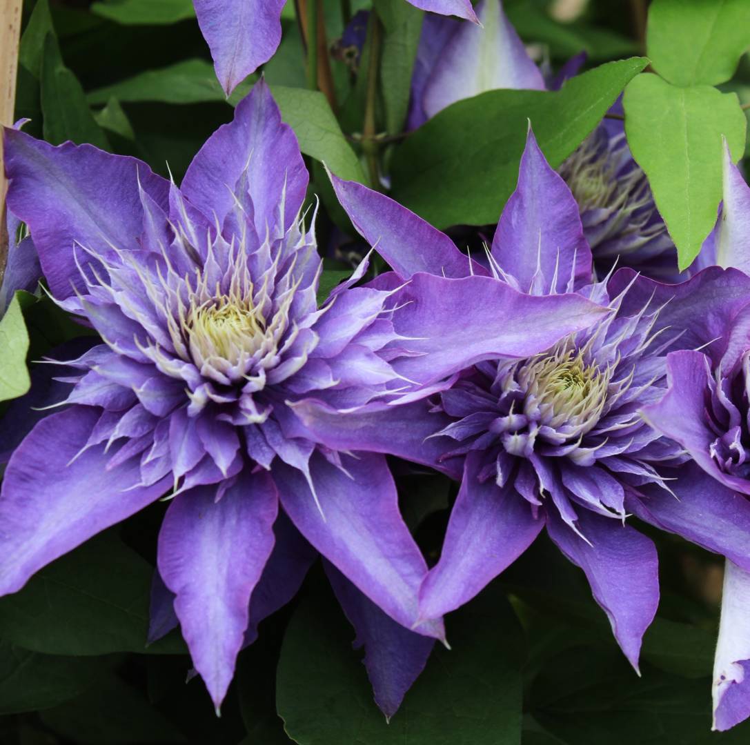 Klematis Multi Blue