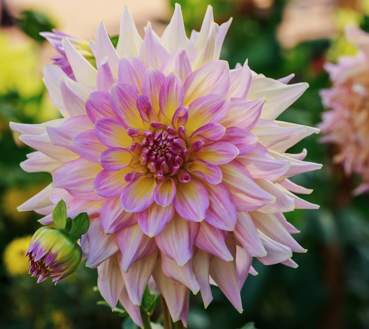 Dahlia Strawberry Ice