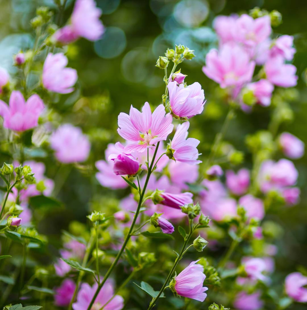 Rosenmalva 