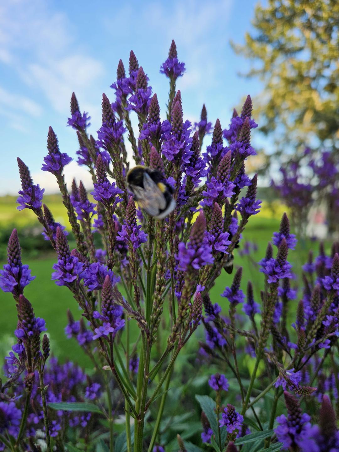 Blåverbena 