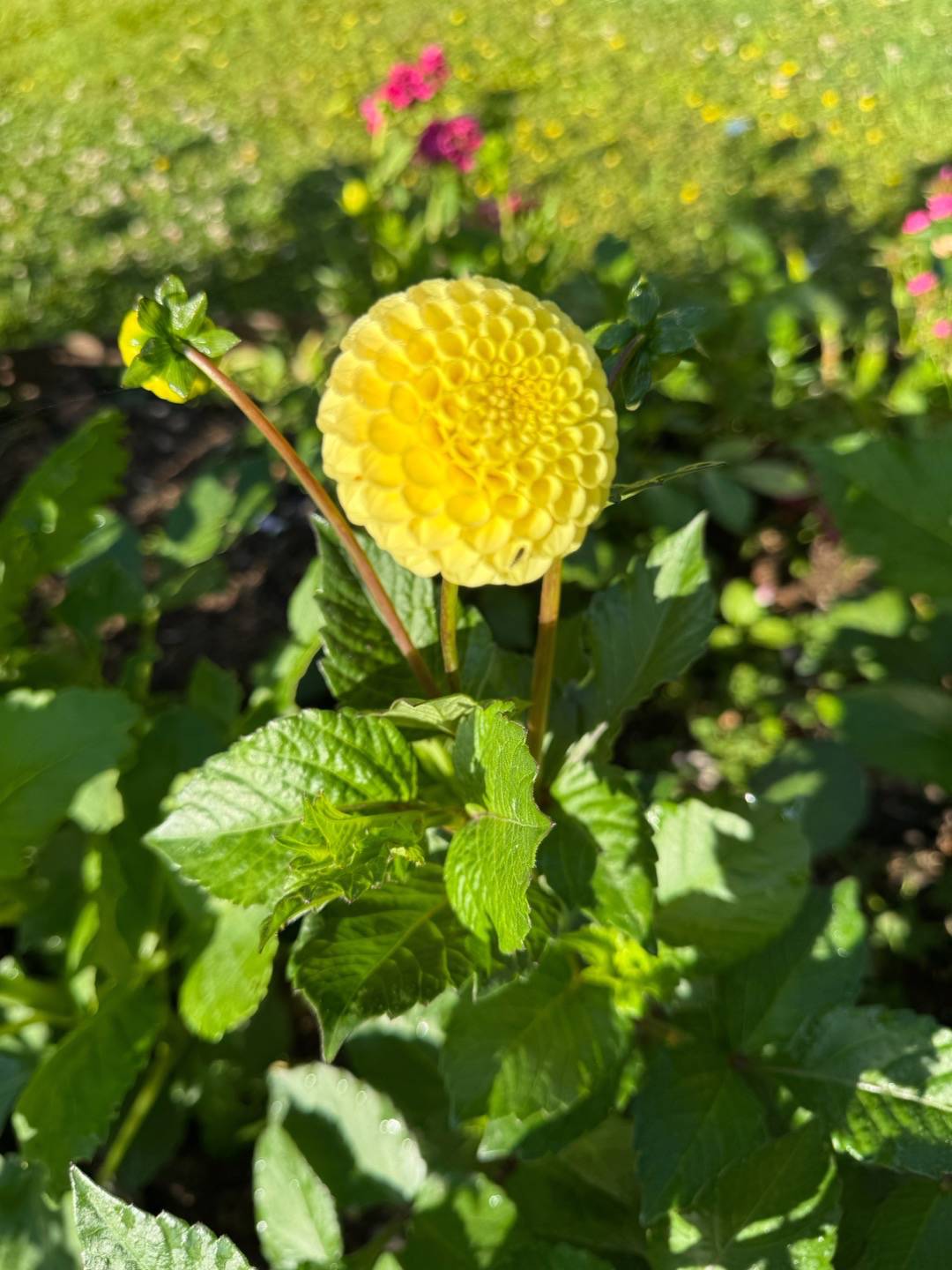Petra på Blomstervägen