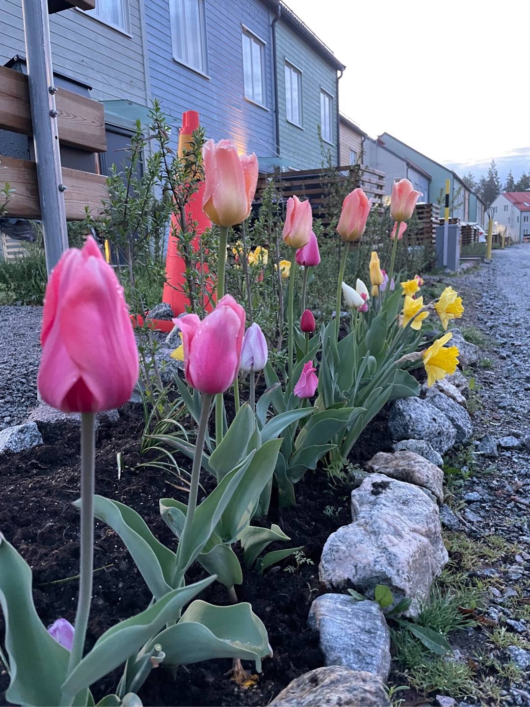 Tulpan Darwinhybrid Mix