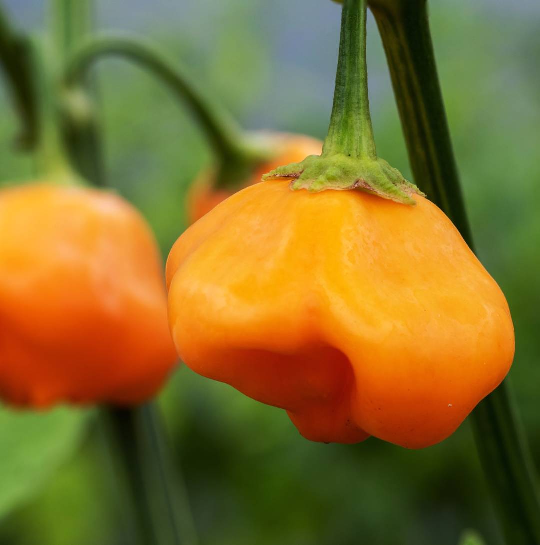 Chilipeppar Aji Mango