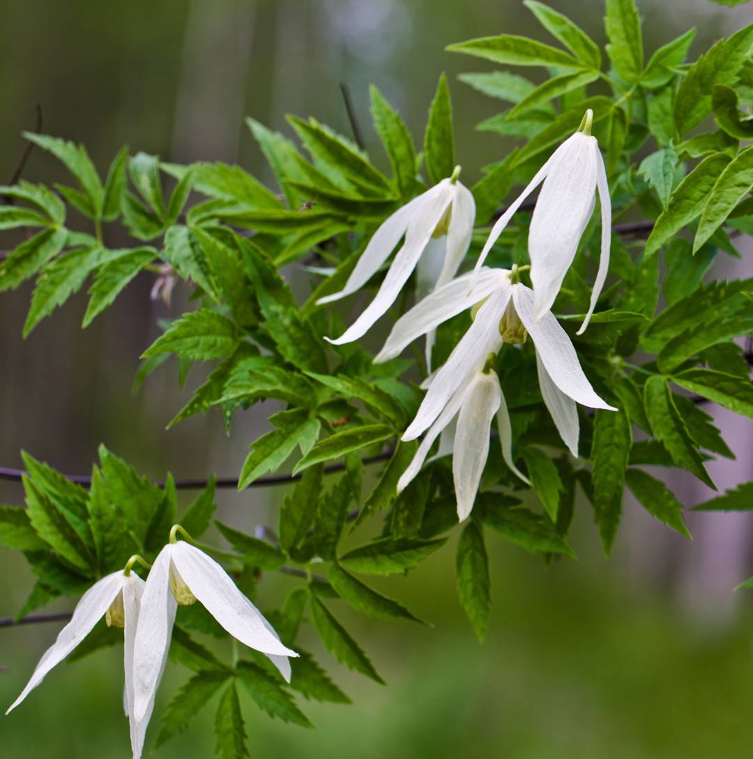 Sibirisk Klematis 