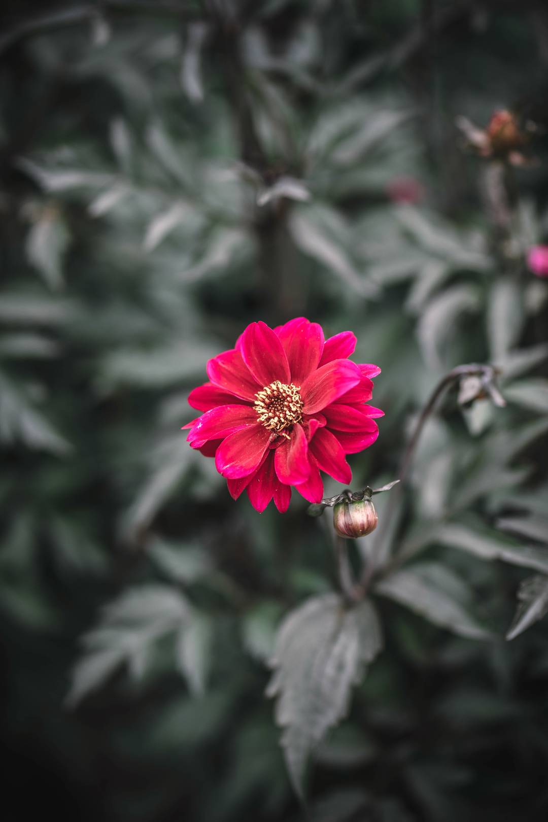 Dahlia Bishop of Canterbury