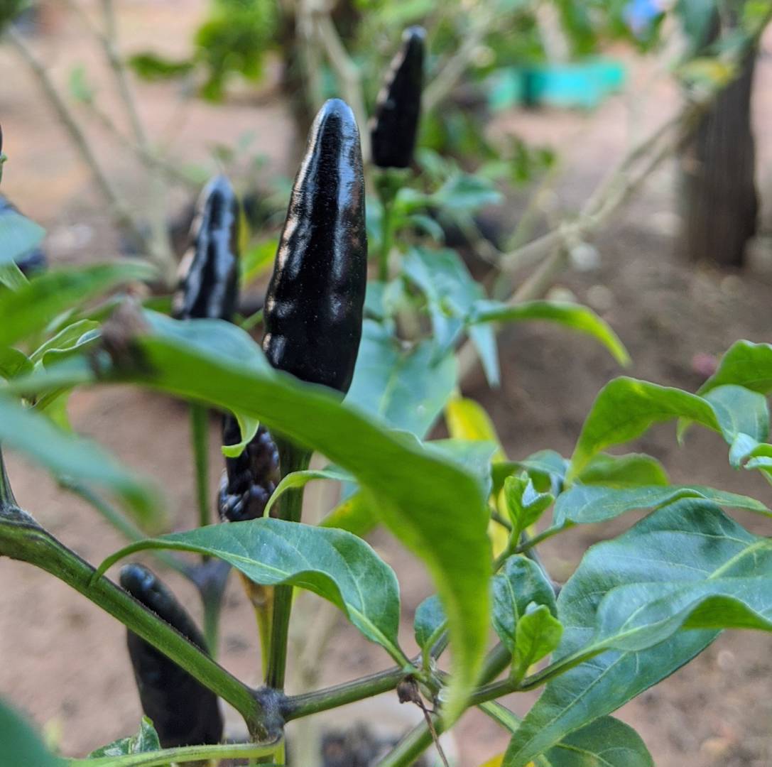 Chilipeppar Black Hungarian