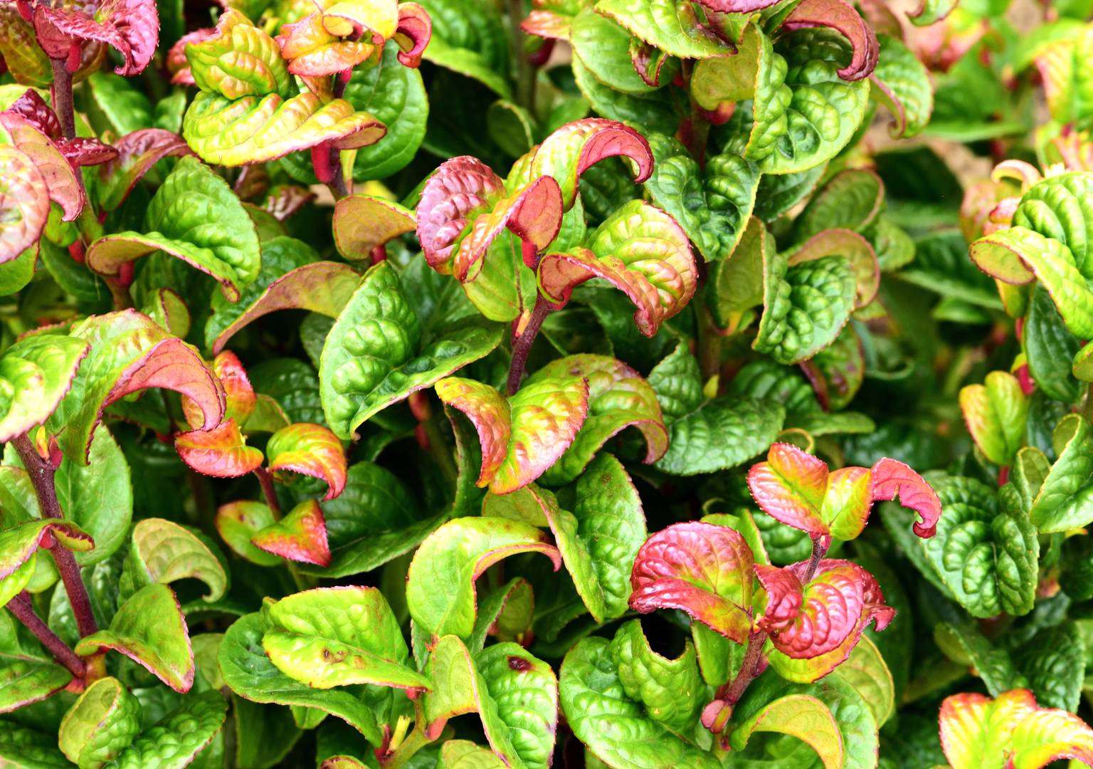 Virginsk Vinterrosling Curly Red