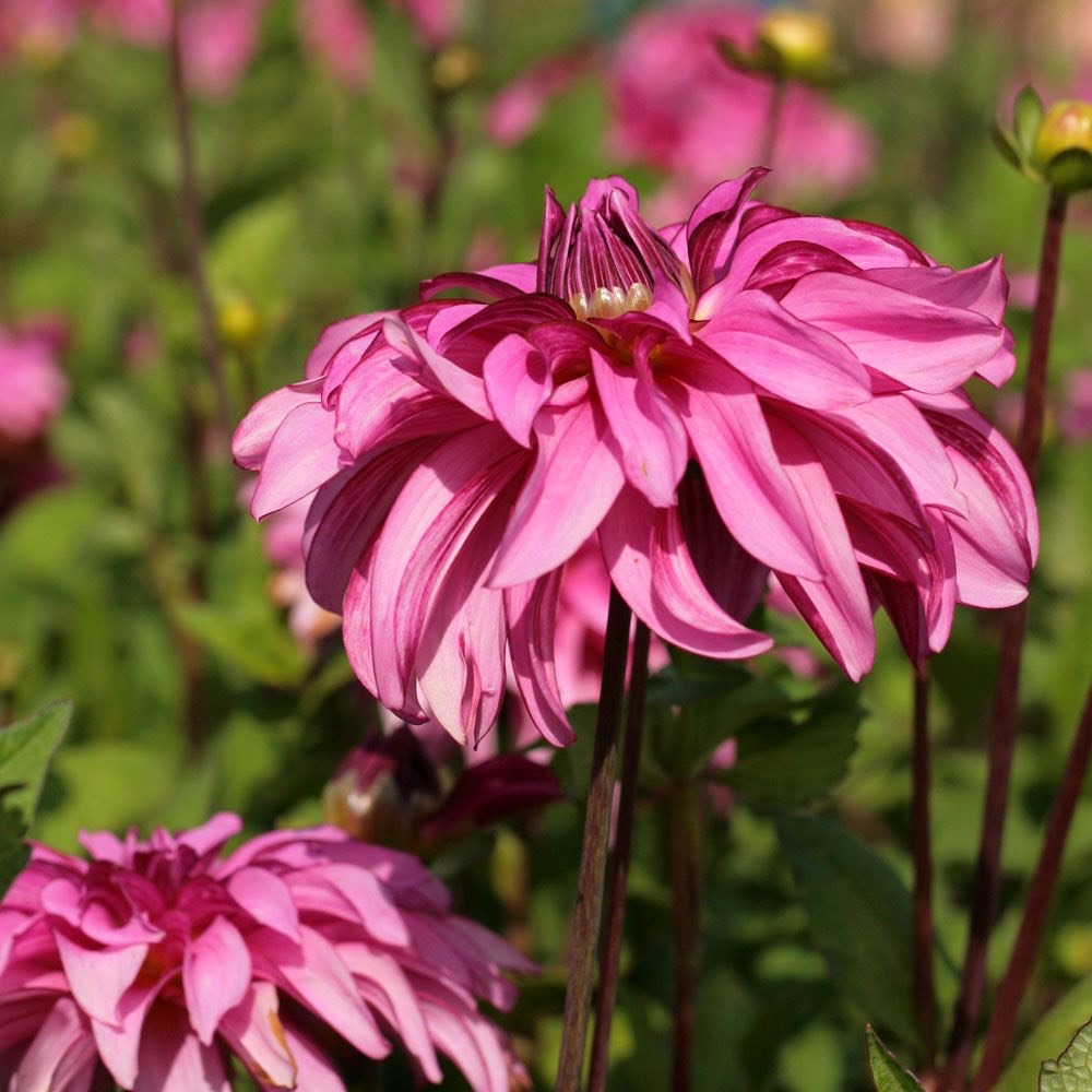 Dahlia Drama Queen