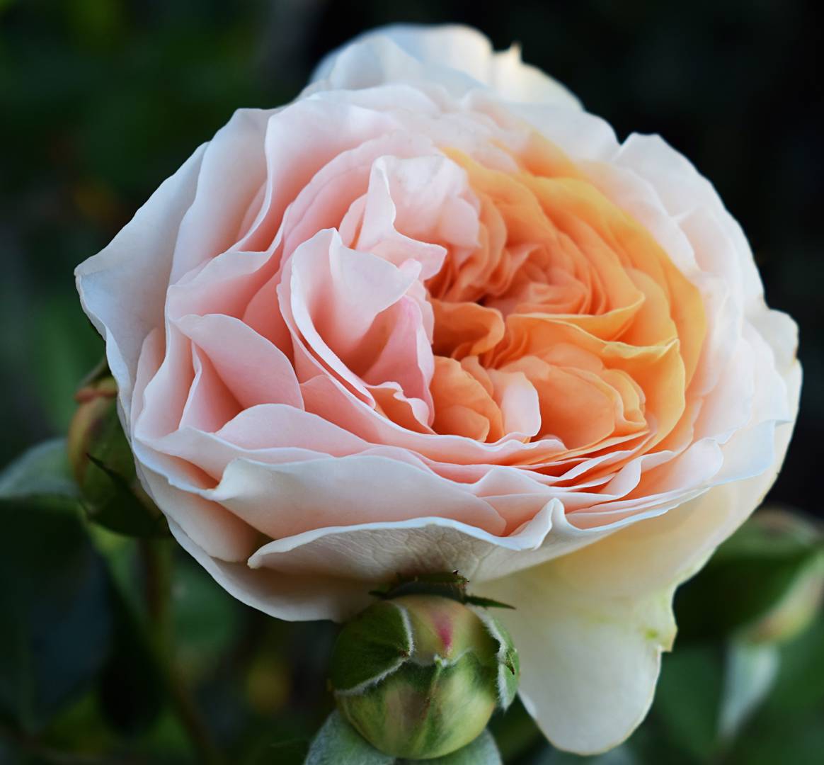 Ros Sangerhauser Jubiläumsrose